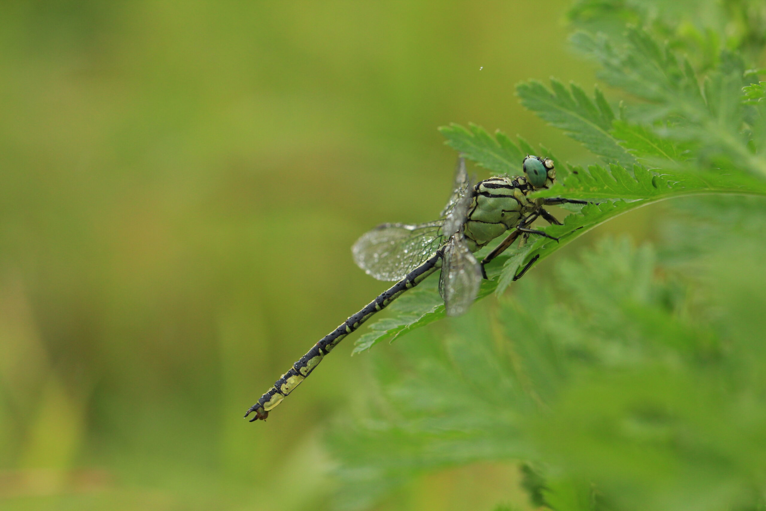 Insectenwerkgroep