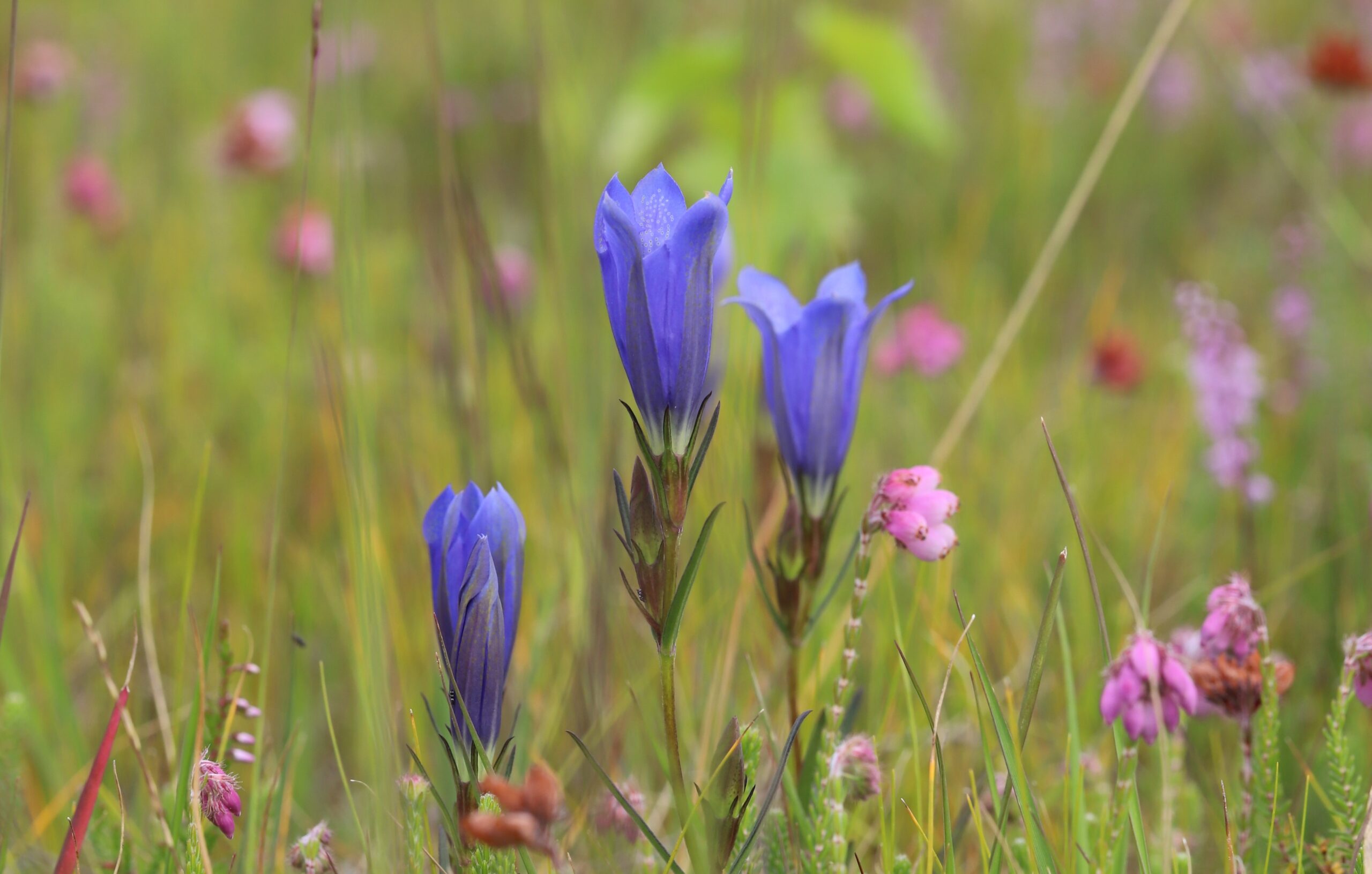 Werkgroep Natuurbeheer