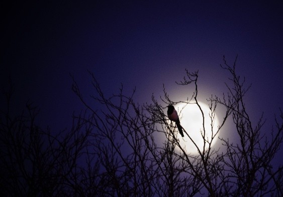 De Nacht van de Nacht bij de Ulebelt