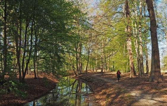 Het bos beleven – een verstilde herfstwandeling door de Kranenkamp
